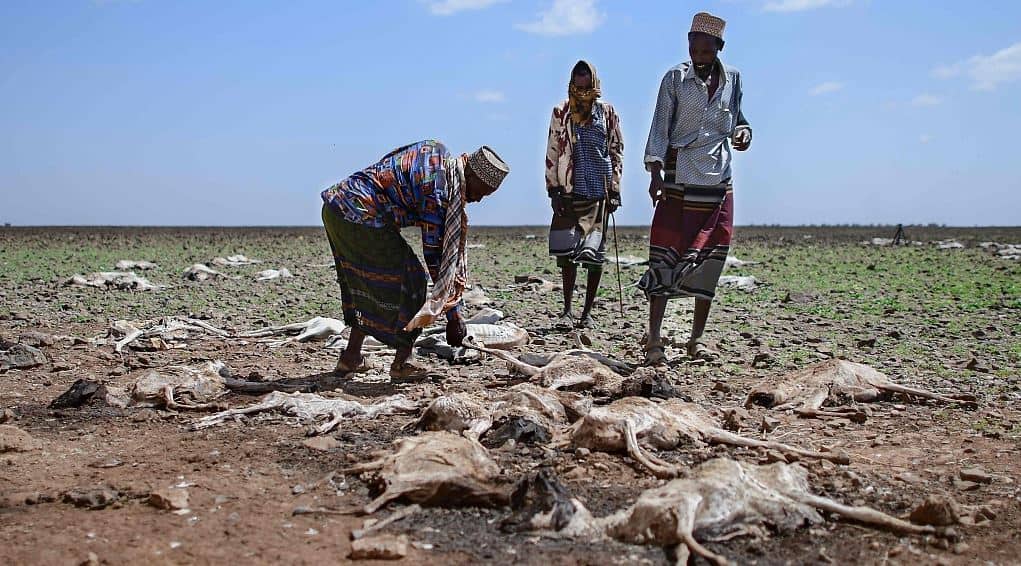 FAO Says Horn of Africa Grappling With Effects Of Drought, Floods